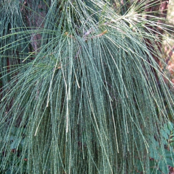 Casuarina spp., Australian Pines