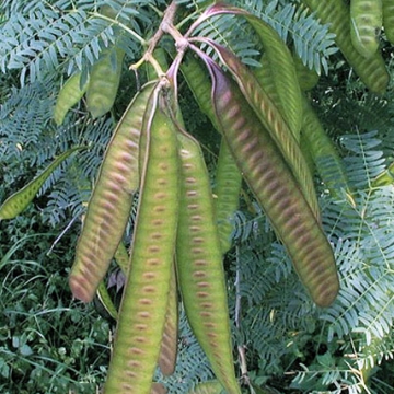 Leucaena leucocephala - Florida Department of Agriculture & Consumer  Services