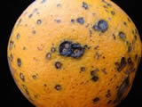 Symtoms of citrus black spot in an orange