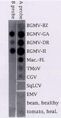 DNA probe 
