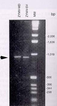 Potyvirus detected in a sample by PCR (polymerase chain reaction)