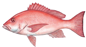Red Snapper