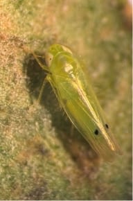 Two-spot cotton leaphopper