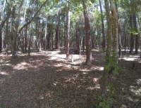 Croom Tract Hog Island Campground