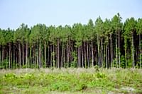 Pine trees growing very close together