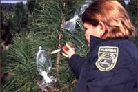 A forester performing controlled cross pollination on a pine tree
