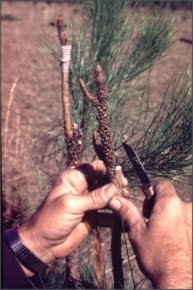 A man grafting a pine tree