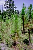 Young longleaf pines