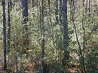 Picture: Thick hardwood competition beneath pines