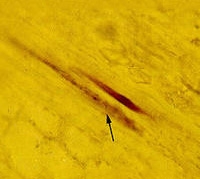 Vascular tissue inclusion of citrus tristeza