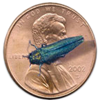Emerald ash borer