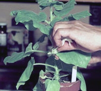 Plant being manually innoculated