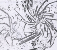Potyvirus Cylindrical Inclusions: Pinwheels and Laminated Aggregates