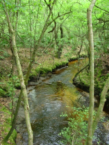 Photo: Big Branch is a Blackwater Stream