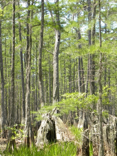 Photo: Dome Swamp