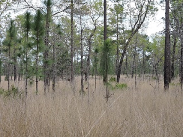 Photo: Long leaf wiregrass community