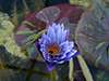 Water lily
