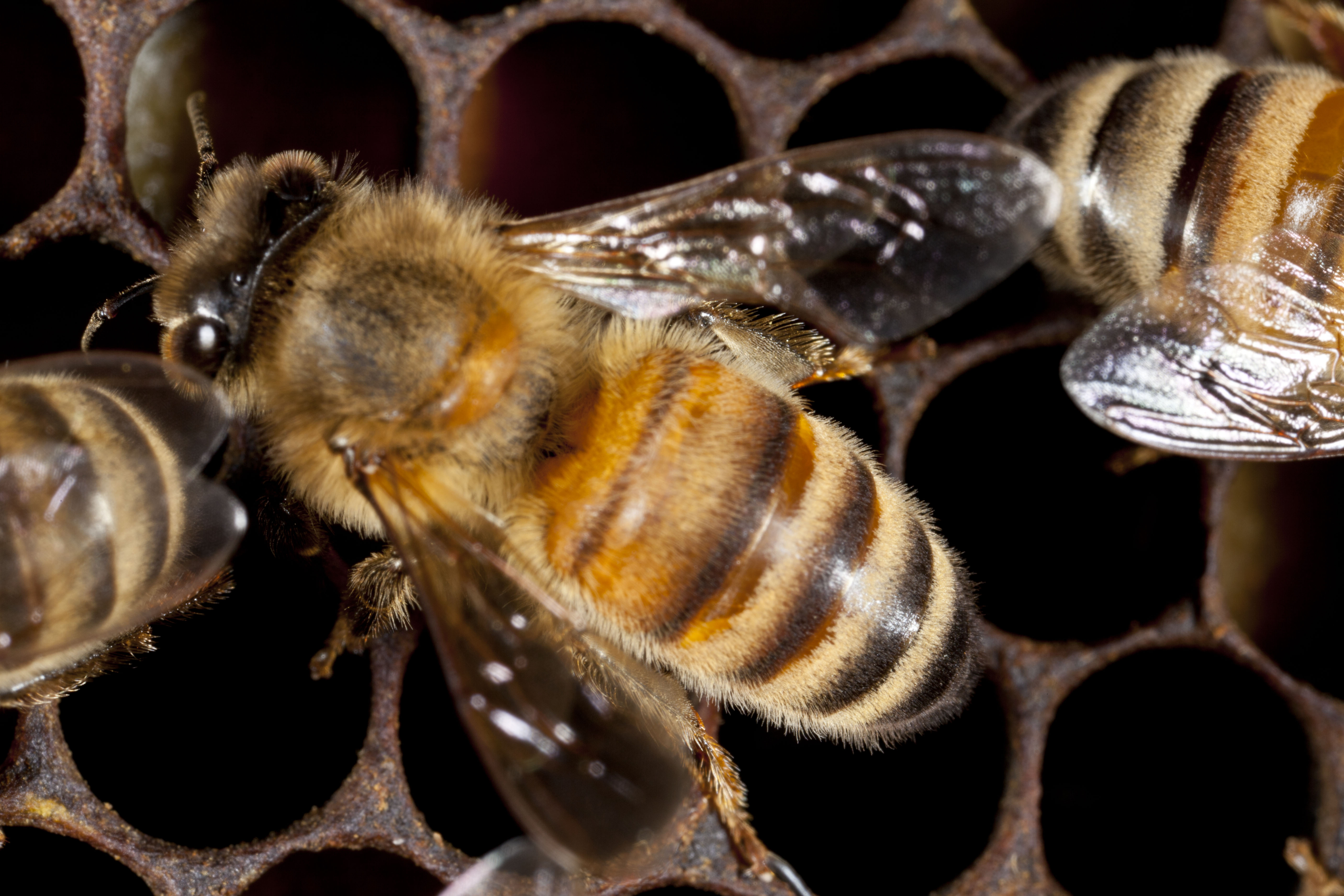 honey bee