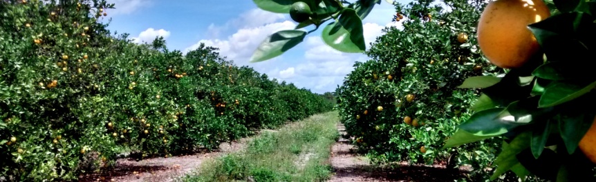 Rural and Family Lands Protection Program - Florida Department of ...