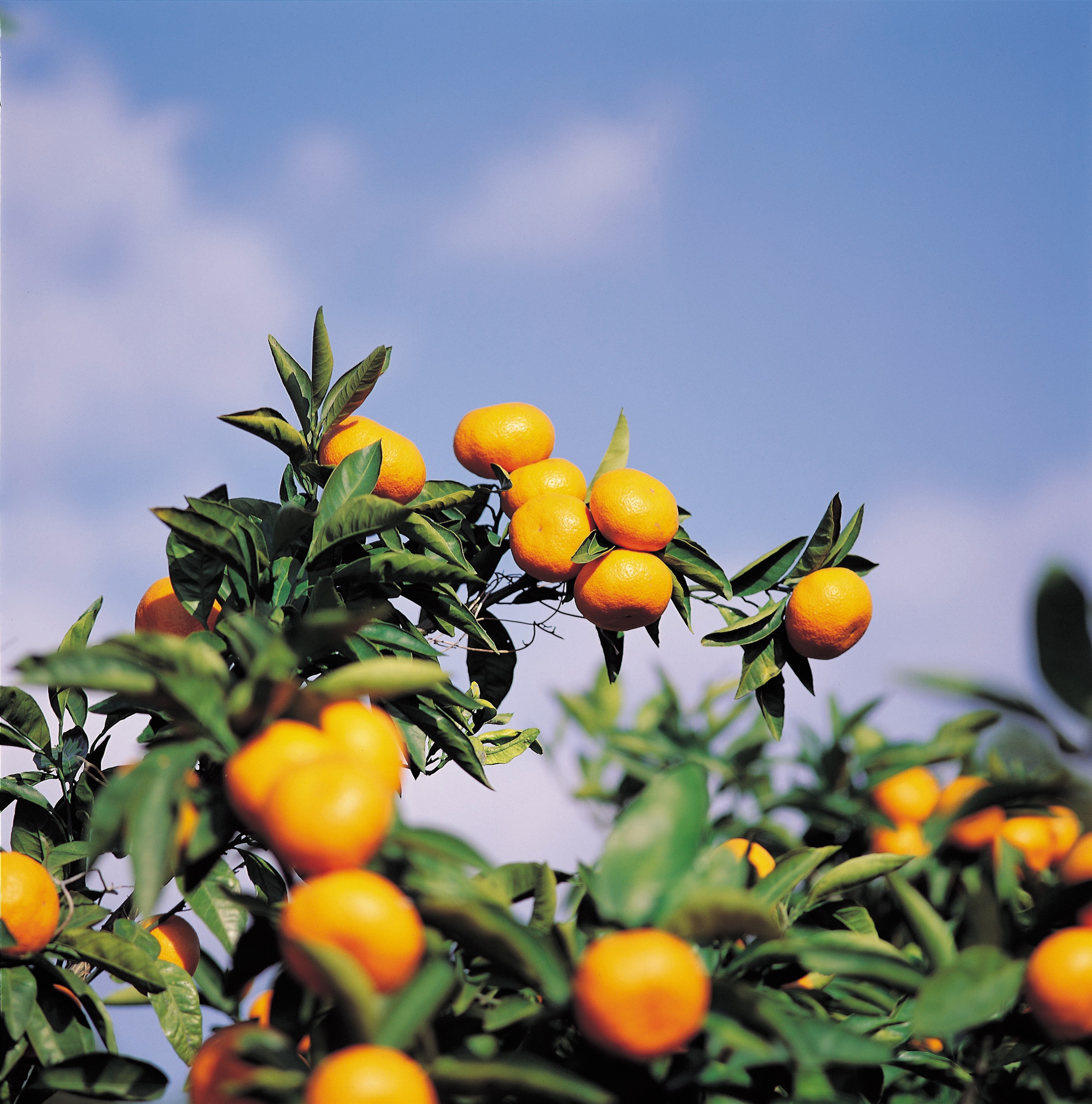citrus tree