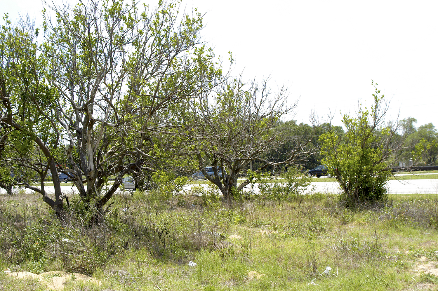 Abandoned Grove Initiative