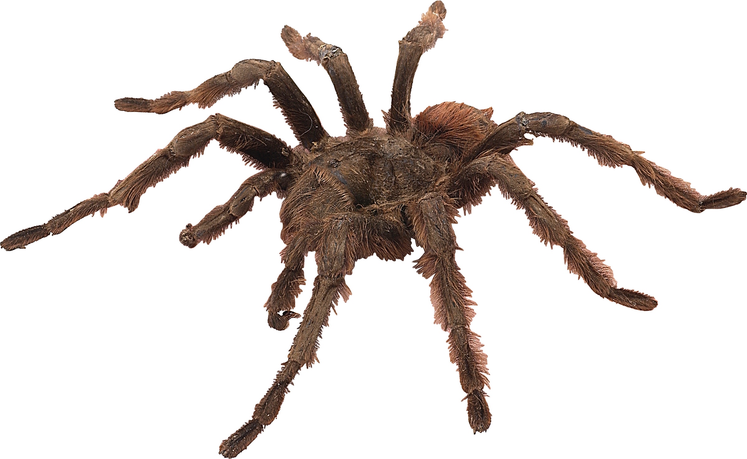 spider