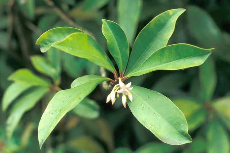 Ardesia elliptica