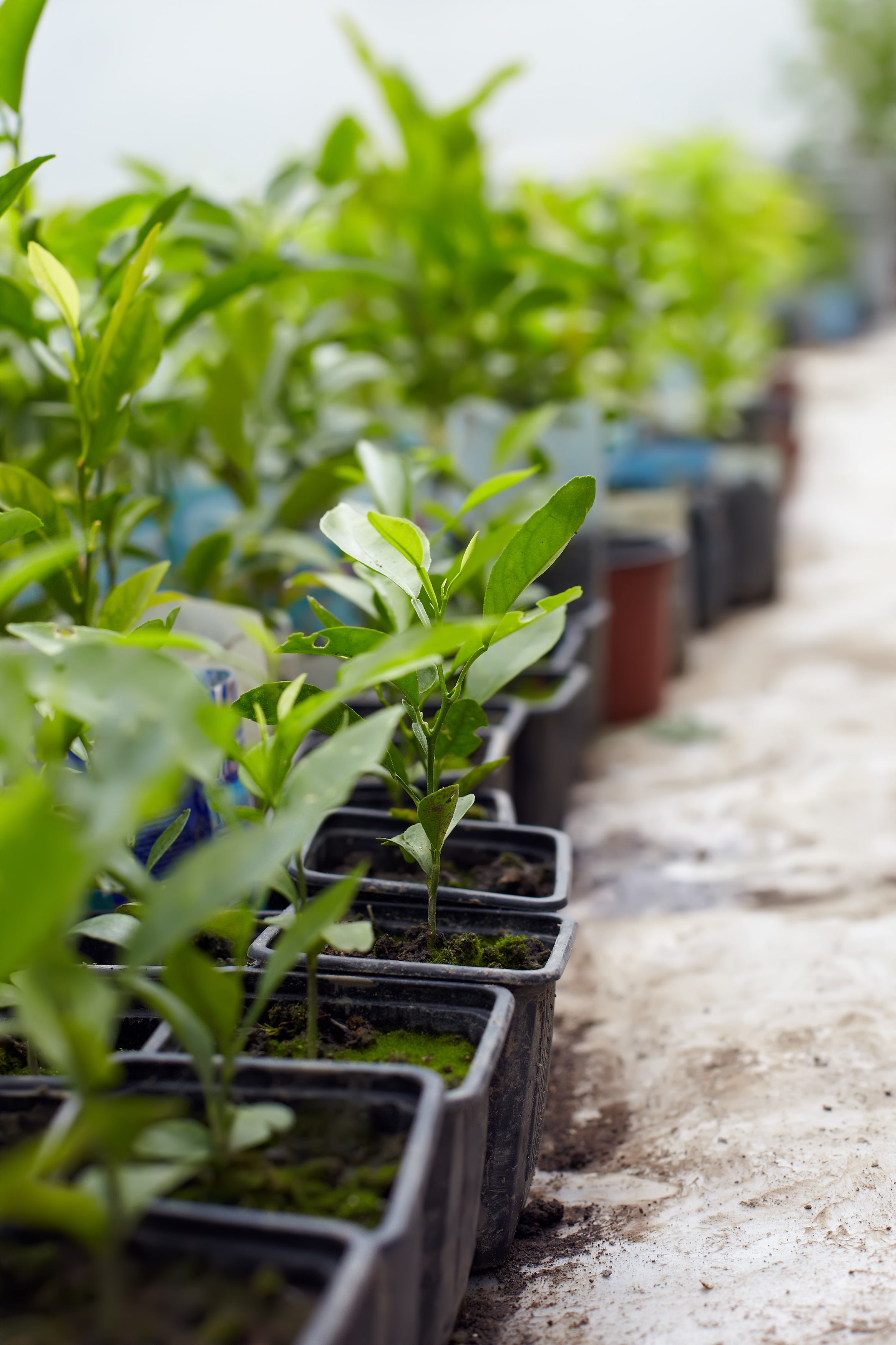 nursery stock