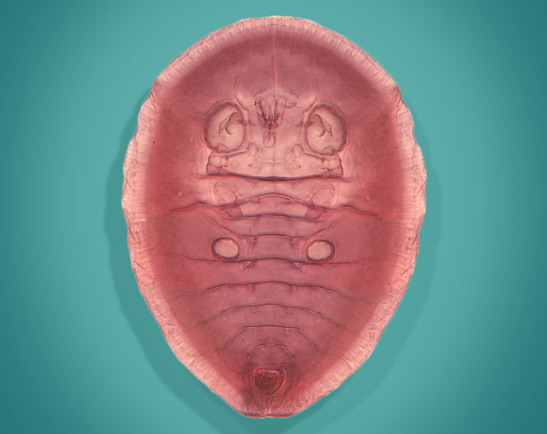 Entomology Circulars