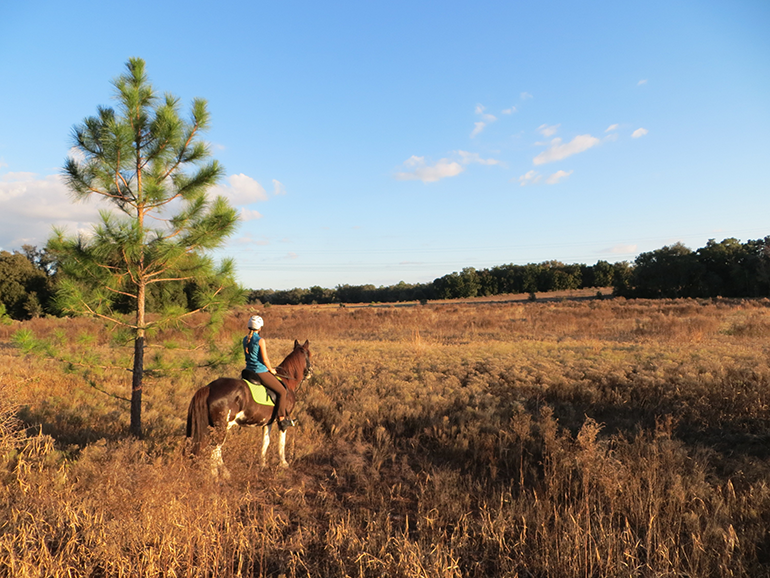  Two Mile Prairie Tract in the Withlacoochee State Forest view of field