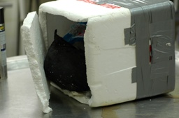 An inadequately packaged cadaver