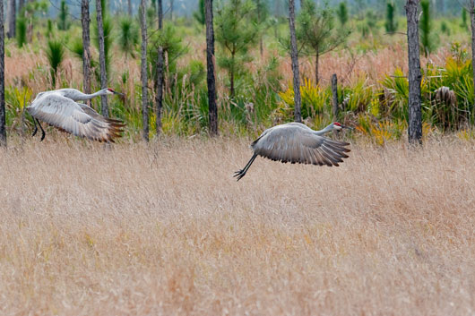 Photo: Sandhill Cranes