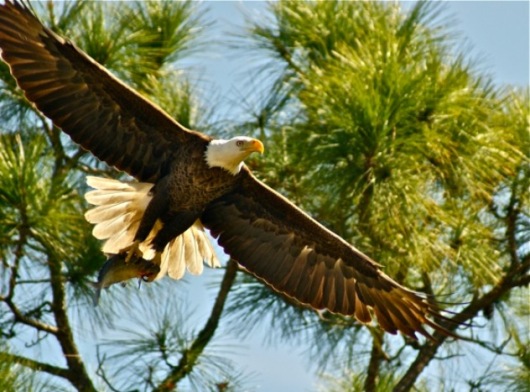 Photo: American Bald Eagle
