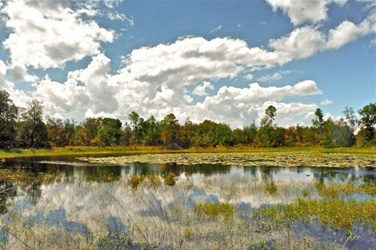 Photo: Pond In The Forest