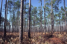 A stand of well-spaced pine trees