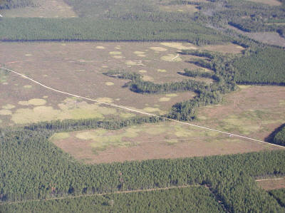 Photo: Expanding cogon grass infestation following a harvest of timber stand in NW Florida