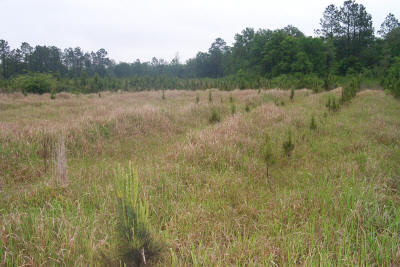 Photo: Decreased pine growth and survival in cogon grass infested portions of pine plantation