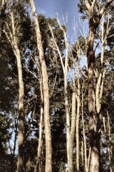 Photo: Tops of oaks killed by Ganoderma in a group living oaks