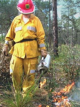 Picture: Drip torch being used to start a prescribed fire