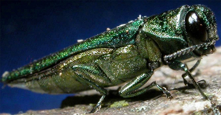 Picture: Emerald Ash Borer adult