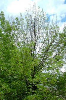 Photo: Epicormic sprouting on the trunk