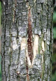 Photo: Crown and branch dieback