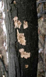 Photo: Sparse or discolored foliage