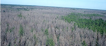 An aerial view of dead pine trees