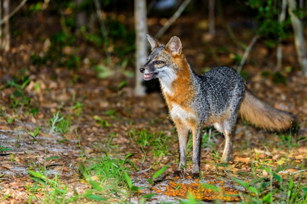Grey Fox