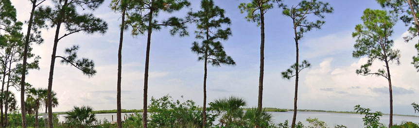 Pine trees near the water