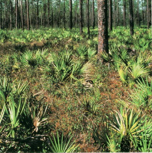 Photo: Saw Palmetto