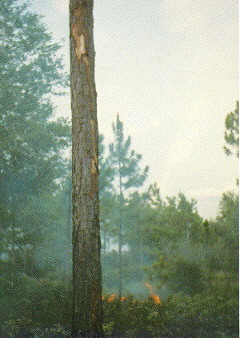 Photo: Prescribed burn