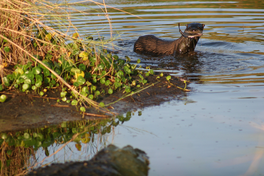 Gator watching otter eat a fish.