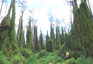 Invasive Non-Native Plants - Florida Department of Agriculture & Consumer  Services